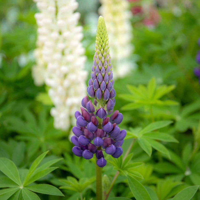 Purple lupine flower in a garden with green foliage and blurred white Lupin flowers in the background.