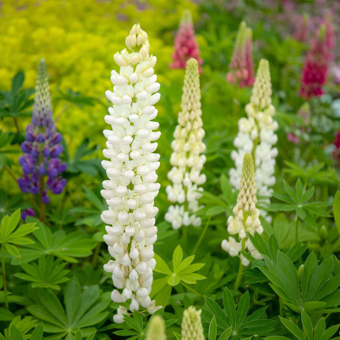 White lupin flowers among green foliage with other colorful lupines in the background.