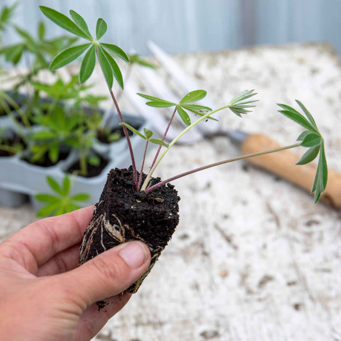 Lupin plug plant held in hand.