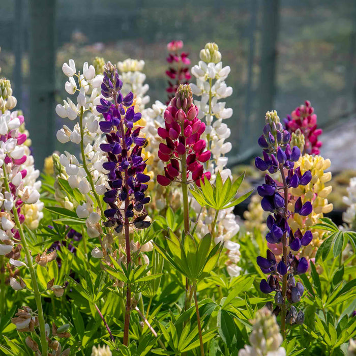 Lupin 'Legendary Mix'