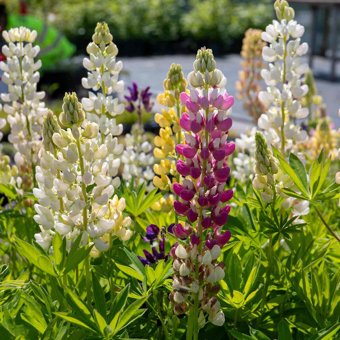 Lupin 'Legendary Mix'