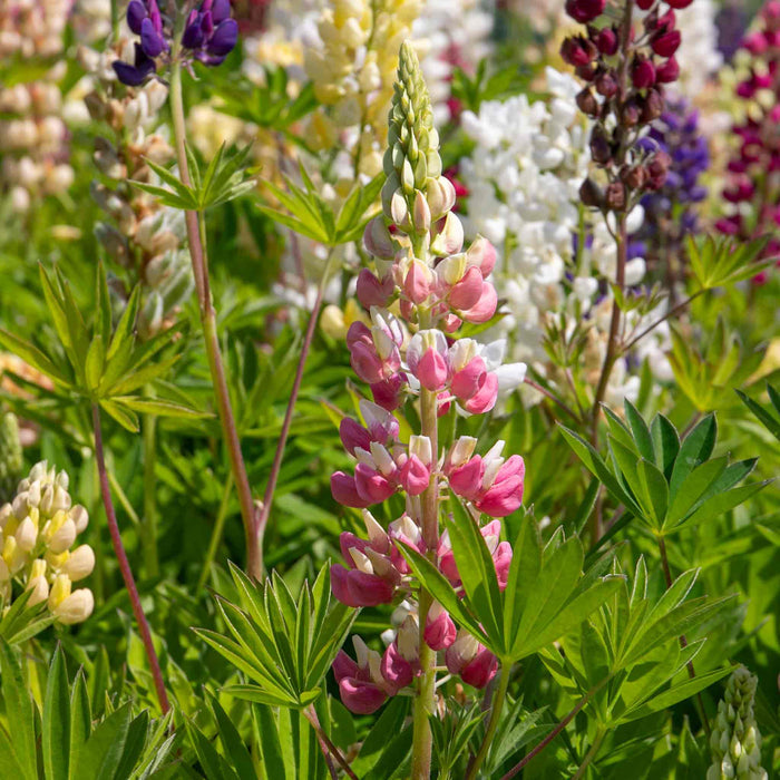 Lupin 'Legendary Mix'