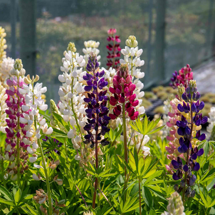 Lupin 'Legendary Mix'