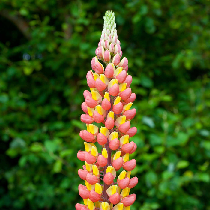 Lupinus 'Gladiator'