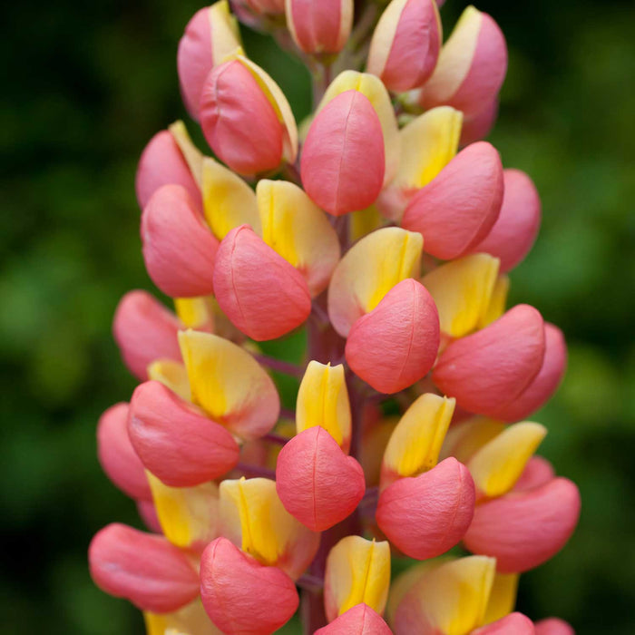 Lupinus 'Gladiator'