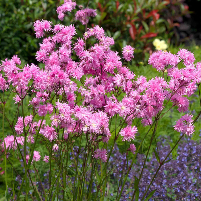Lychnis 'Petite Jenny'