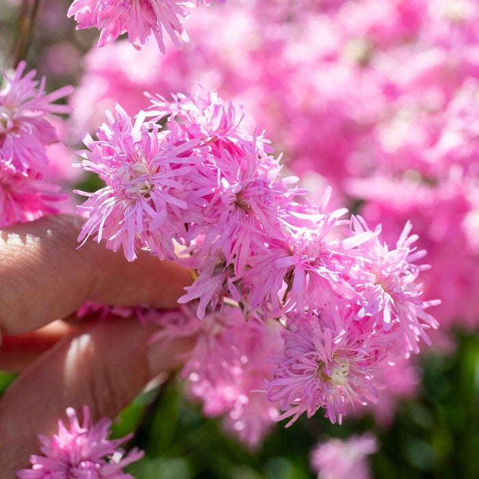 Lychnis 'Petite Jenny'