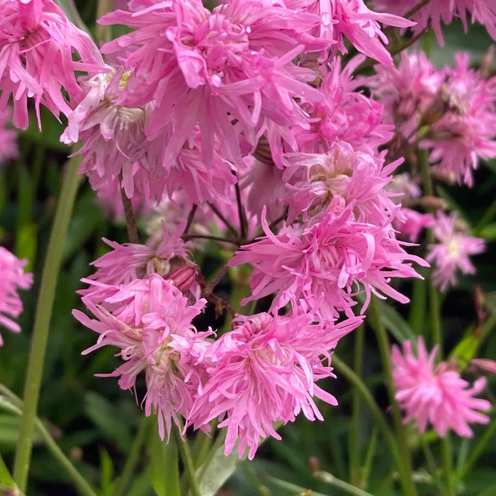 Lychnis 'Petite Jenny'