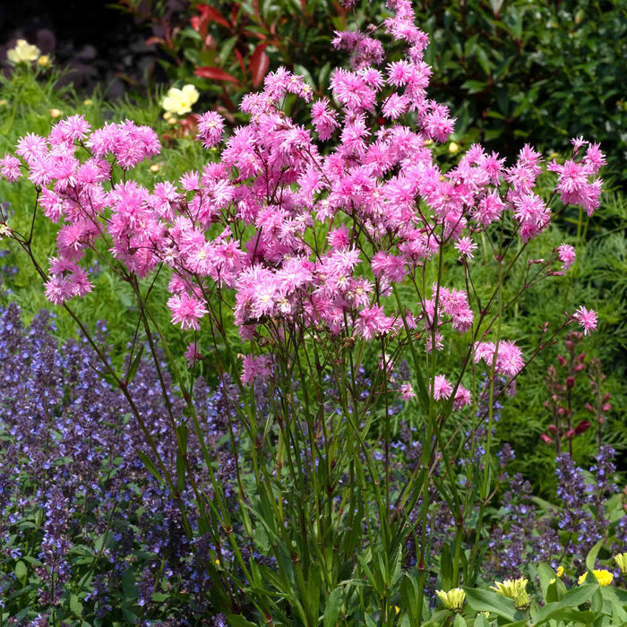 Lychnis 'Petite Jenny'
