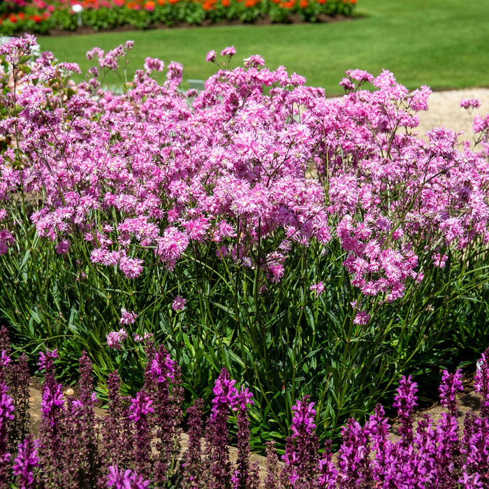 Lychnis 'Petite Jenny'
