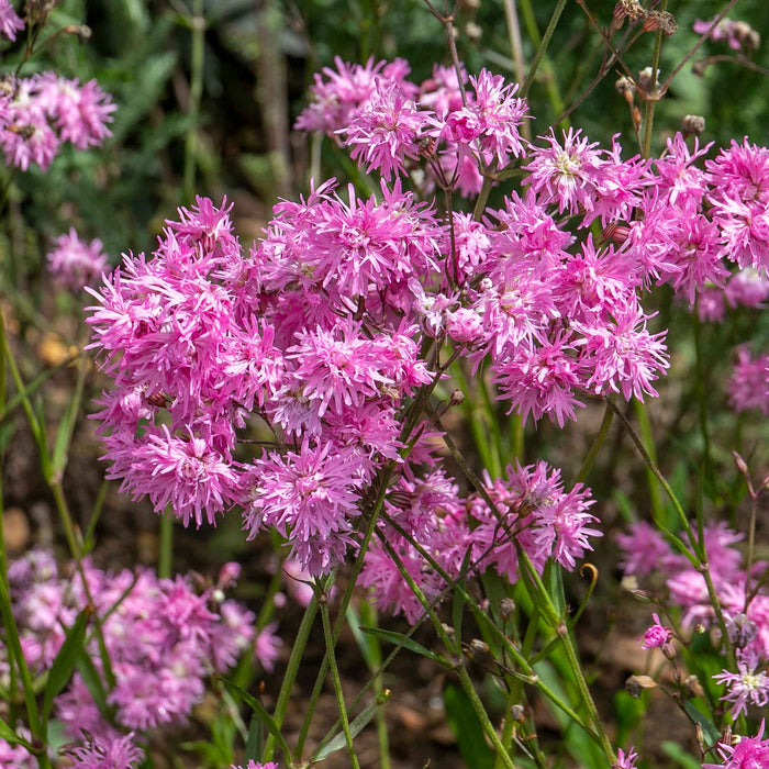 Lychnis 'Petite Jenny'