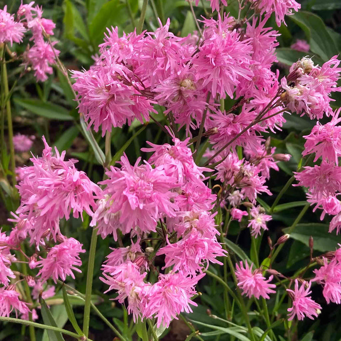 Lychnis 'Petite Jenny'