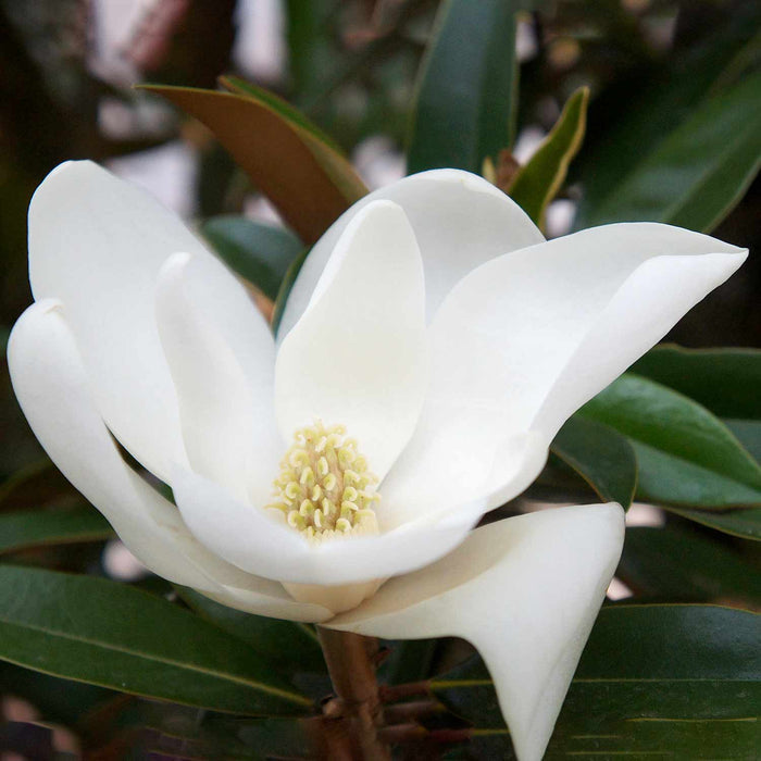 Magnolia 'Grandiflora Alta'