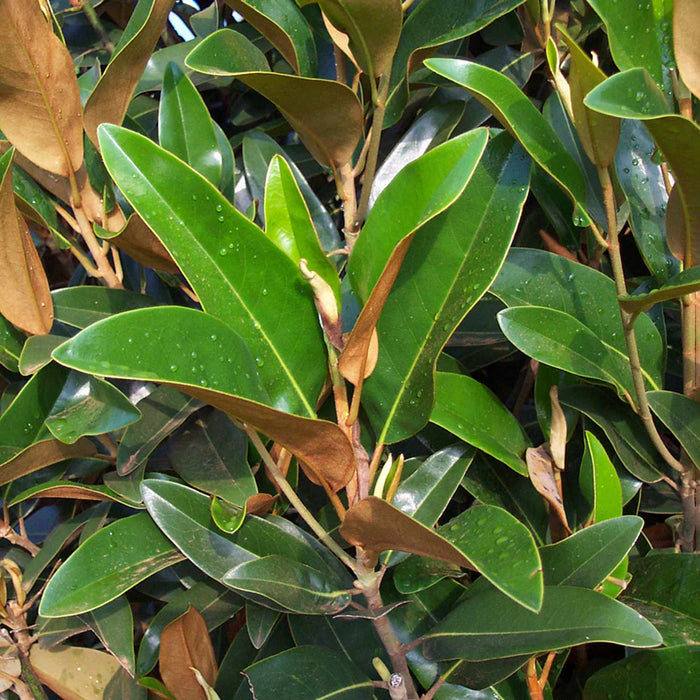 Magnolia 'Grandiflora Alta'