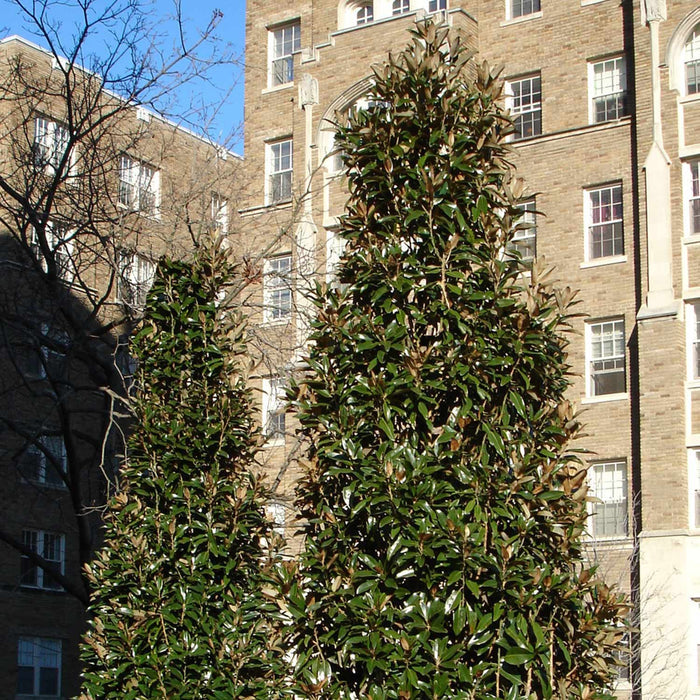 Magnolia 'Grandiflora Alta'