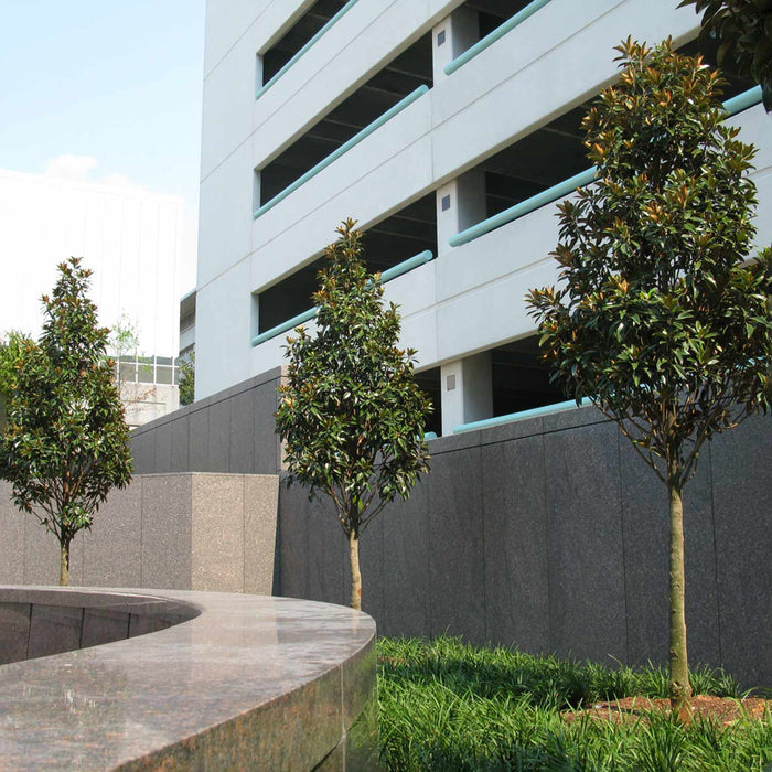 Magnolia 'Grandiflora Alta'