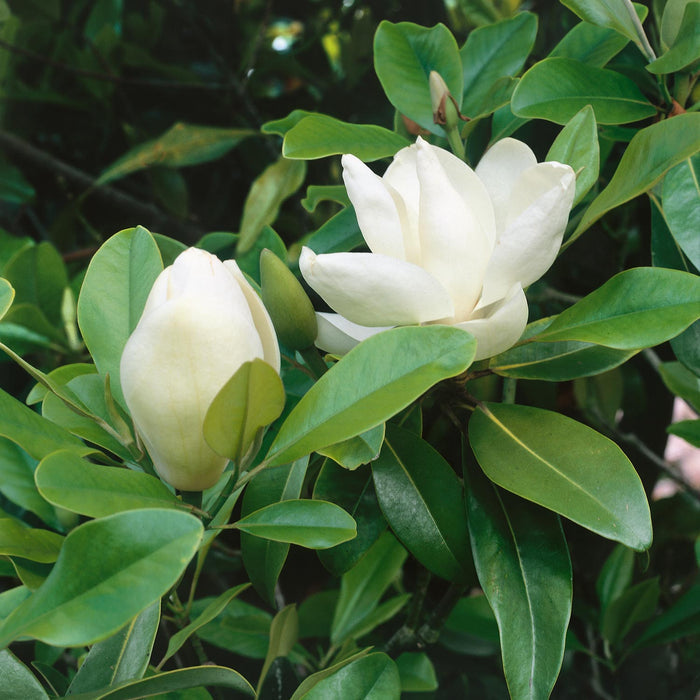 Magnolia 'Grandiflora'