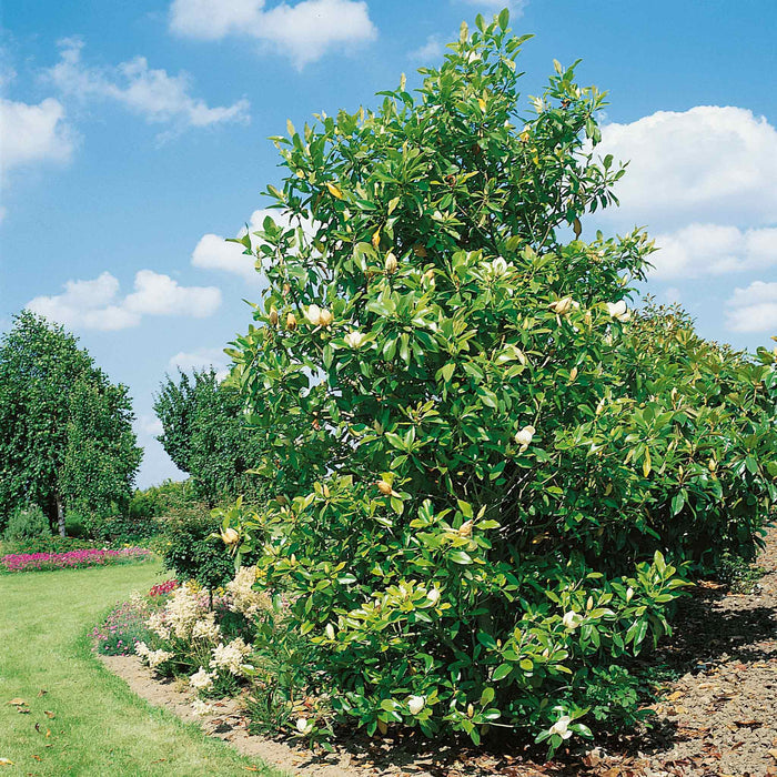 Magnolia 'Grandiflora'