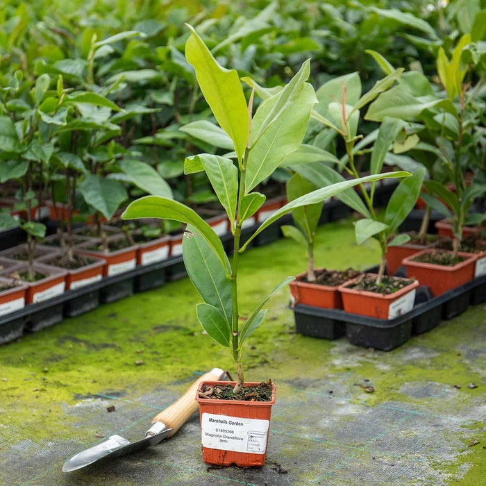 Magnolia 'Grandiflora'