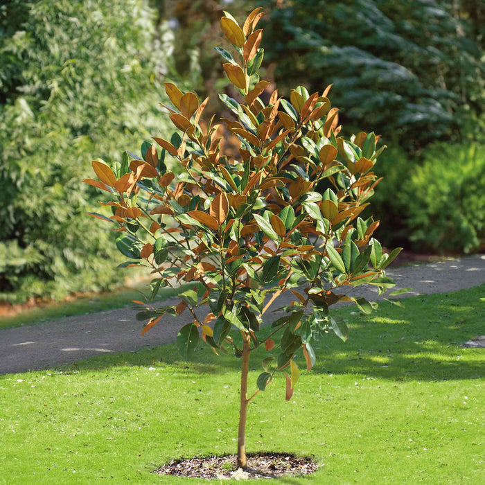 Magnolia 'Grandiflora'