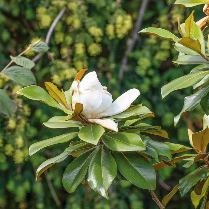 Magnolia 'Grandiflora'