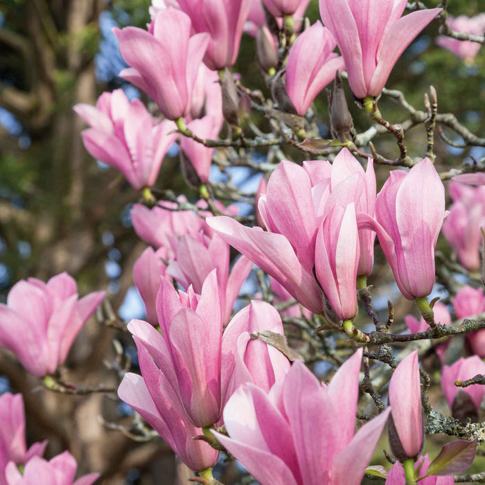 Close-up of pink magnolia flowers on a tree branch
