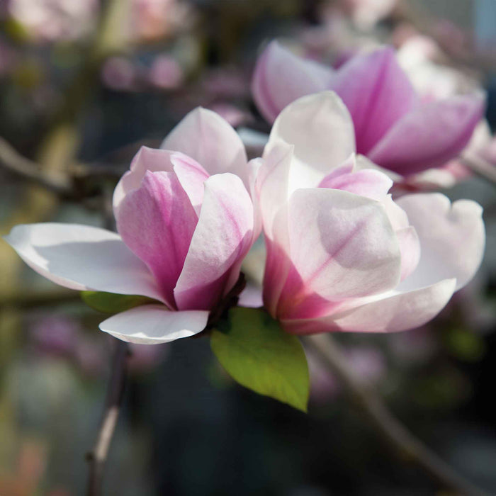 Magnolia 'Heaven Scent'