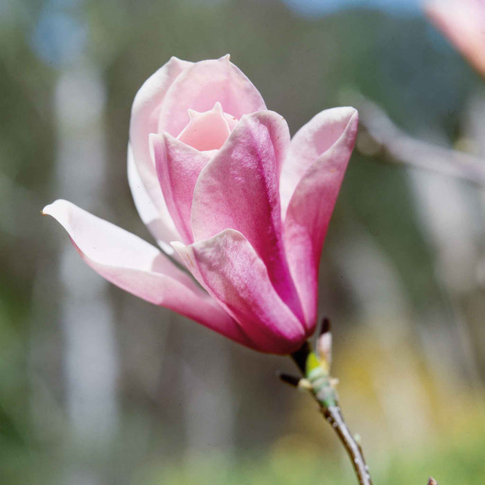 Magnolia 'Heaven Scent'