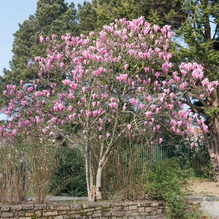 Tree with pink flowers in a garden setting with green trees and a stone wall.