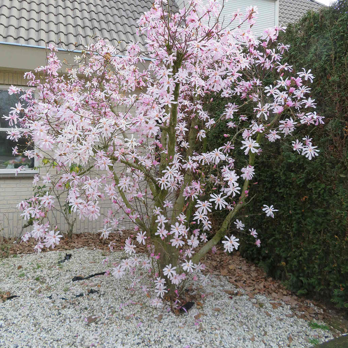 Magnolia 'Leonard Messel'