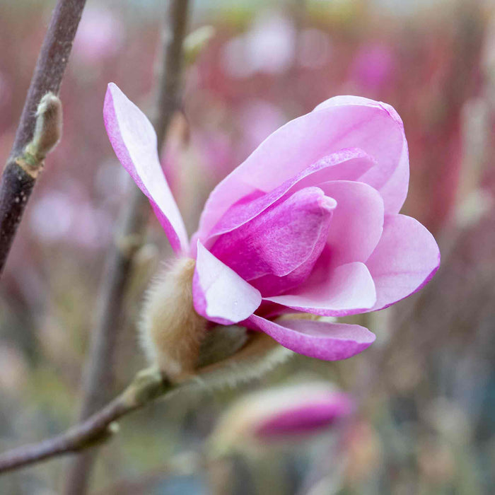 Magnolia 'Leonard Messel'