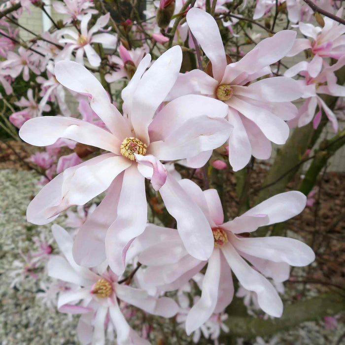 Magnolia 'Leonard Messel'
