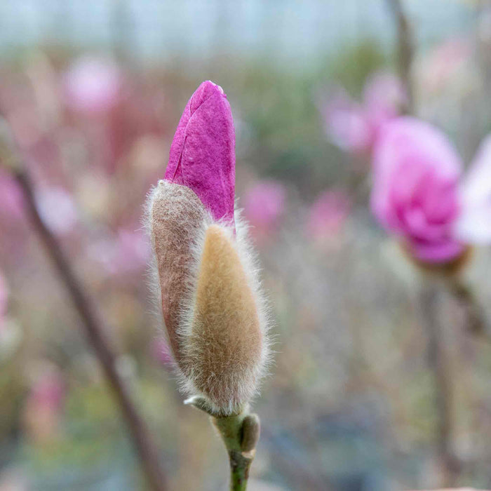 Magnolia 'Leonard Messel'