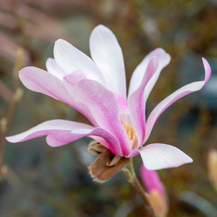 Magnolia 'Leonard Messel'