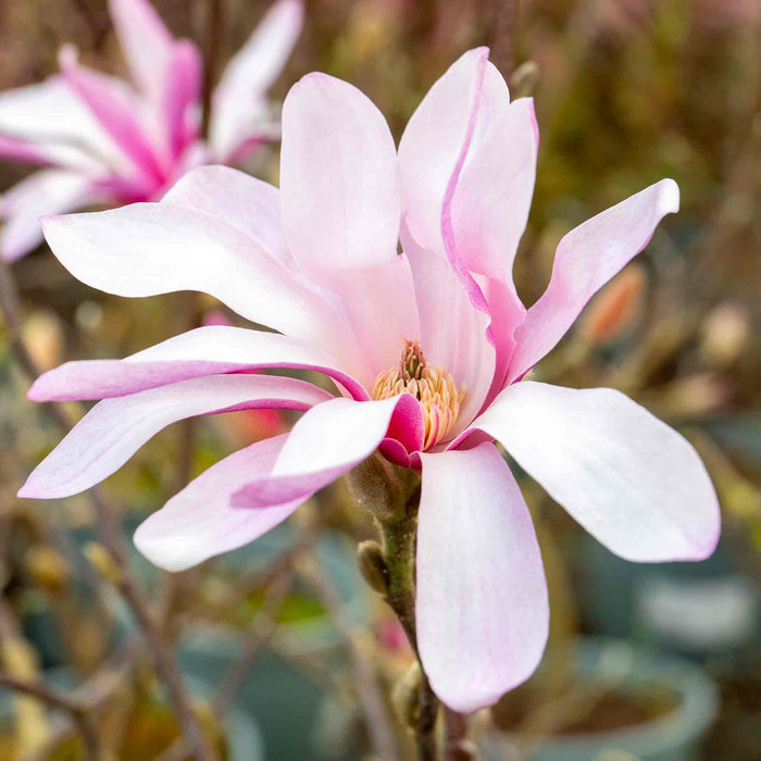 Magnolia 'Leonard Messel'