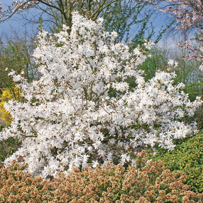 Magnolia Stellata 'Royal Star'