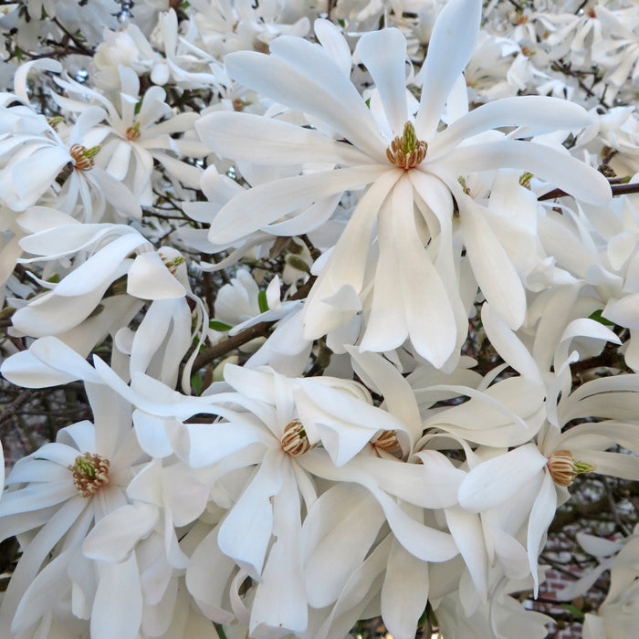 Magnolia Stellata 'Royal Star'