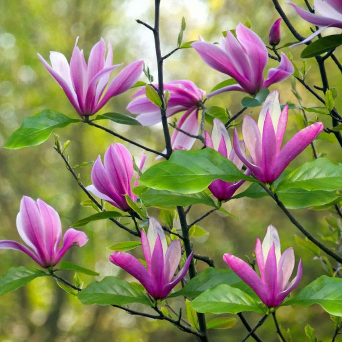 Magnolia 'Susan'