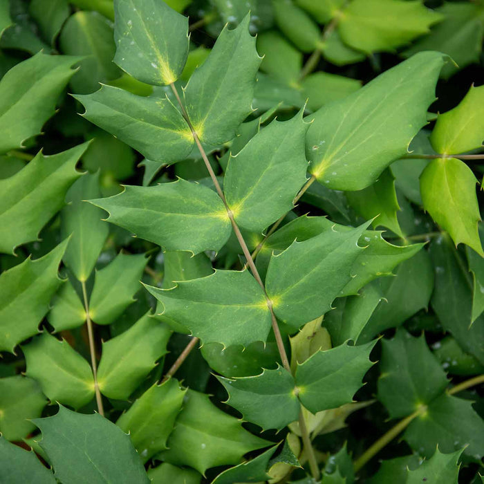 Mahonia x media 'Charity'
