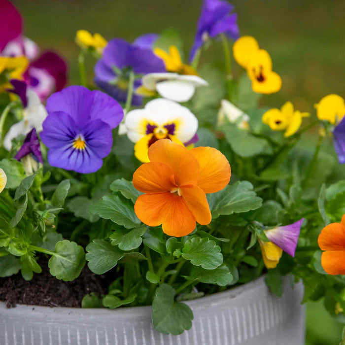 Marshalls Garden 'Best Selling Mix'