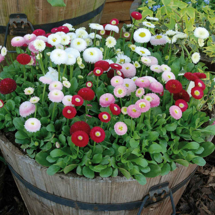 Marshalls Garden 'Best Selling Mix'