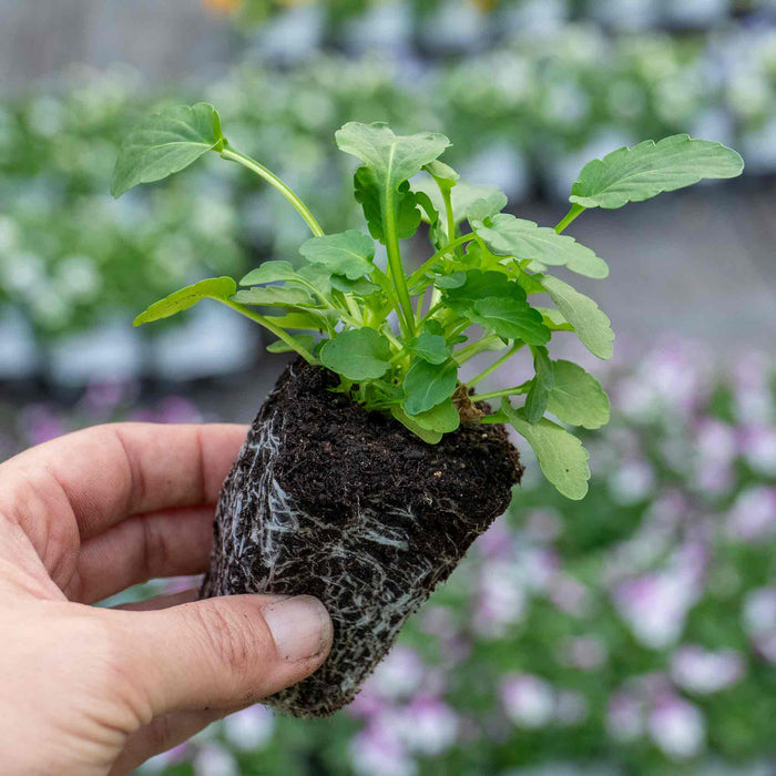 Marshalls Garden 'Best Selling Mix'