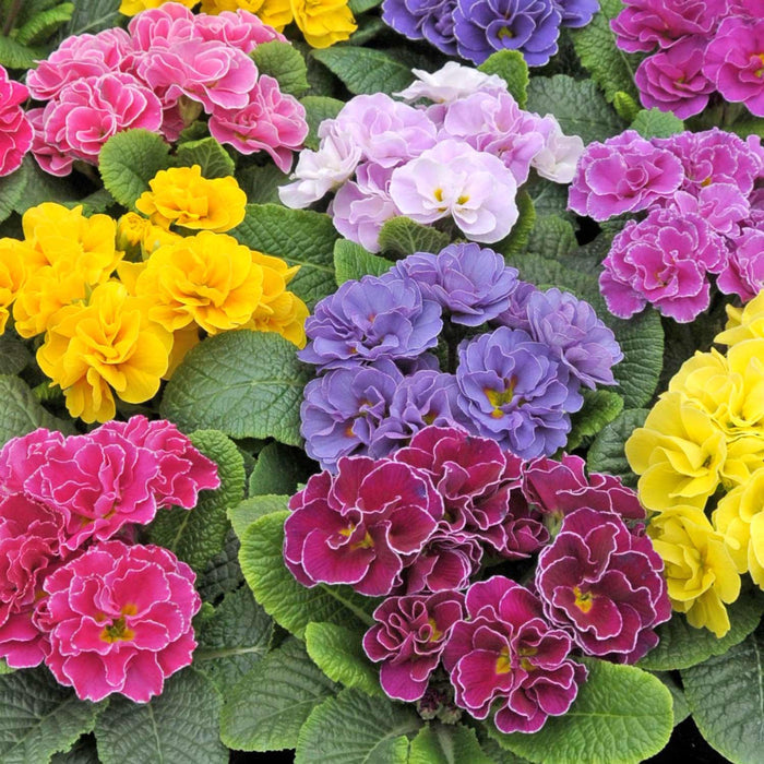 Marshalls Garden 'Best Selling Mix'