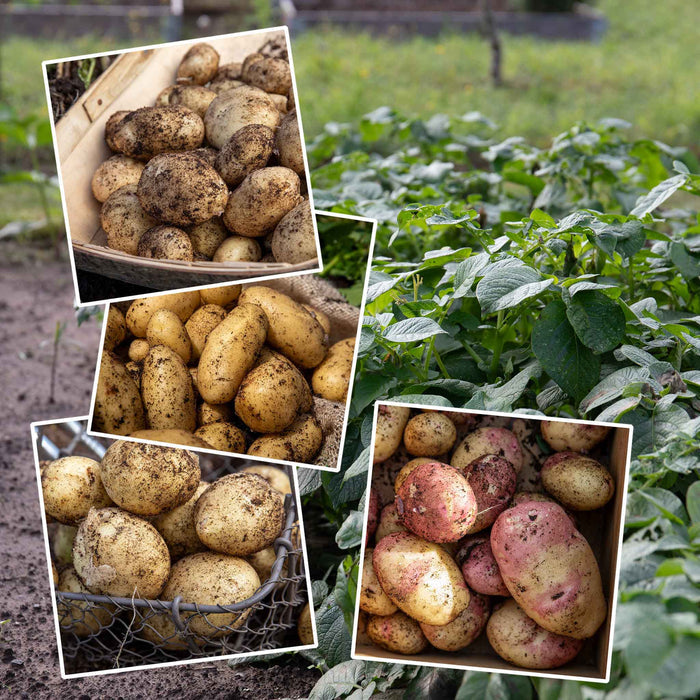 Marshalls Garden Gardener's Favourites Potato Collection