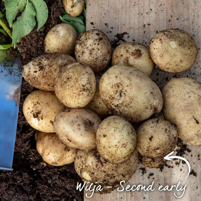 Marshalls Garden Gardener's Favourites Potato Collection