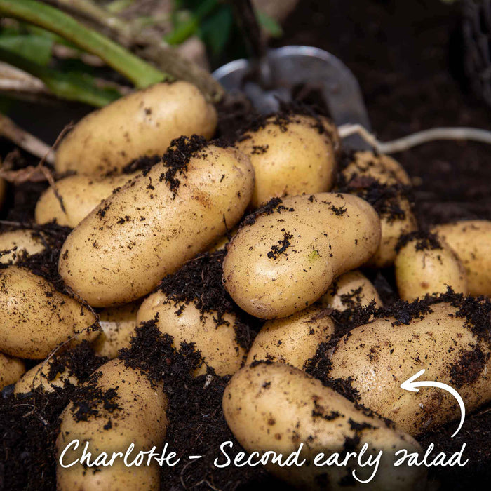 Marshalls Garden Gardener's Favourites Potato Collection