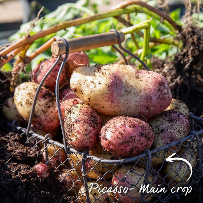 Marshalls Garden Gardener's Favourites Potato Collection