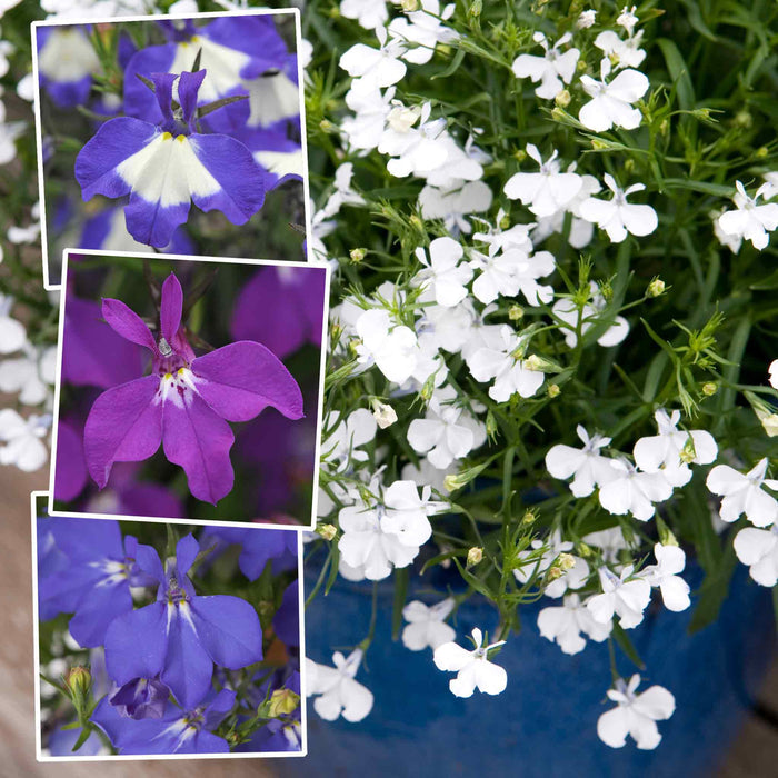 Marshalls Garden Lobelia Waterfall Selection