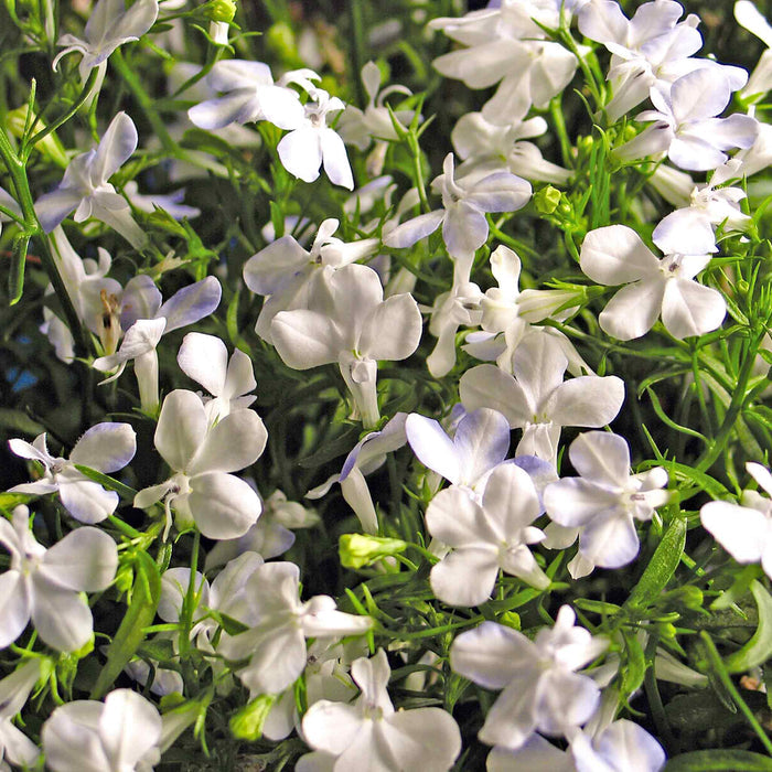 Marshalls Garden Lobelia Waterfall Selection