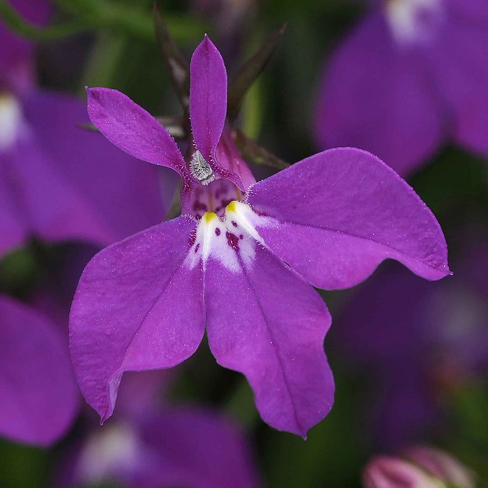 Marshalls Garden Lobelia Waterfall Selection